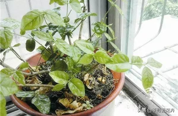 植物严重冻伤太阳晒可以怎么挽救,植物冻害补救最佳方法