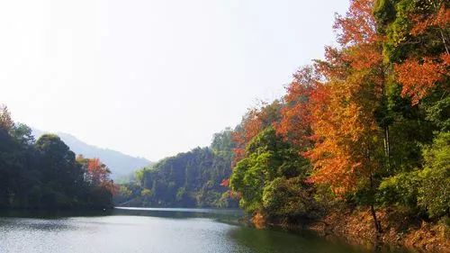 东莞周边11月份赏红叶好去处,东莞观音山看红叶攻略