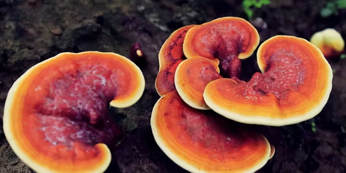 野生灵芝与人工栽培的灵芝差别,野生灵芝和人工种植的灵芝的区别