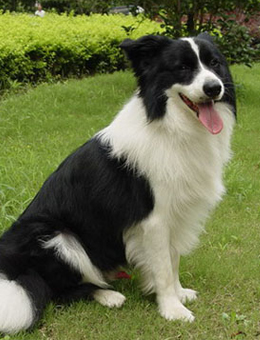 犬类图解,犬类大全100个视频