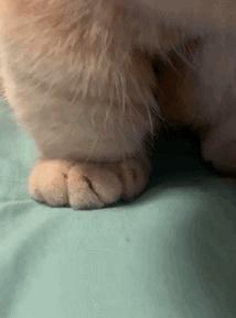 长得很潦草的一只猫,一只猫能有多潦草