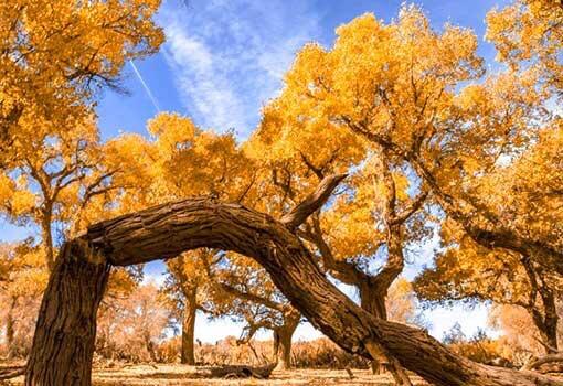胡杨林旅游区道歉,额济纳胡杨林门票免费及优惠政策