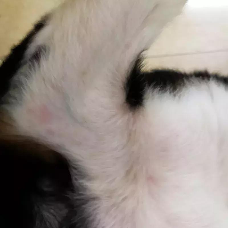 狗狗身上出红疹,原因很多速就诊