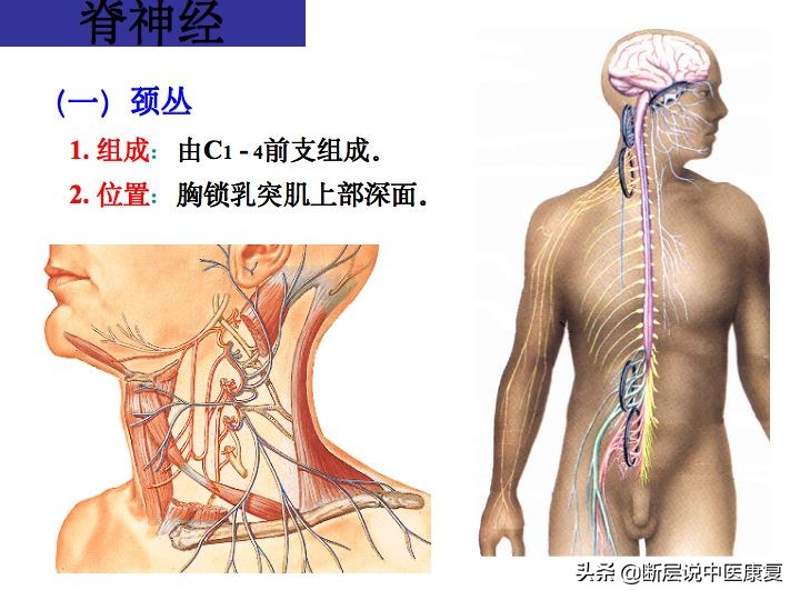 中枢神经系统断层解剖讲解,中枢神经3d解剖动画