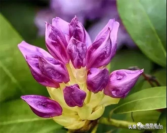 大年初三群相册，有群的都看看，太美了，这辈子见一次值了