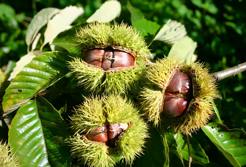 不寒而栗的“栗”为什么表示发抖、恐惧？