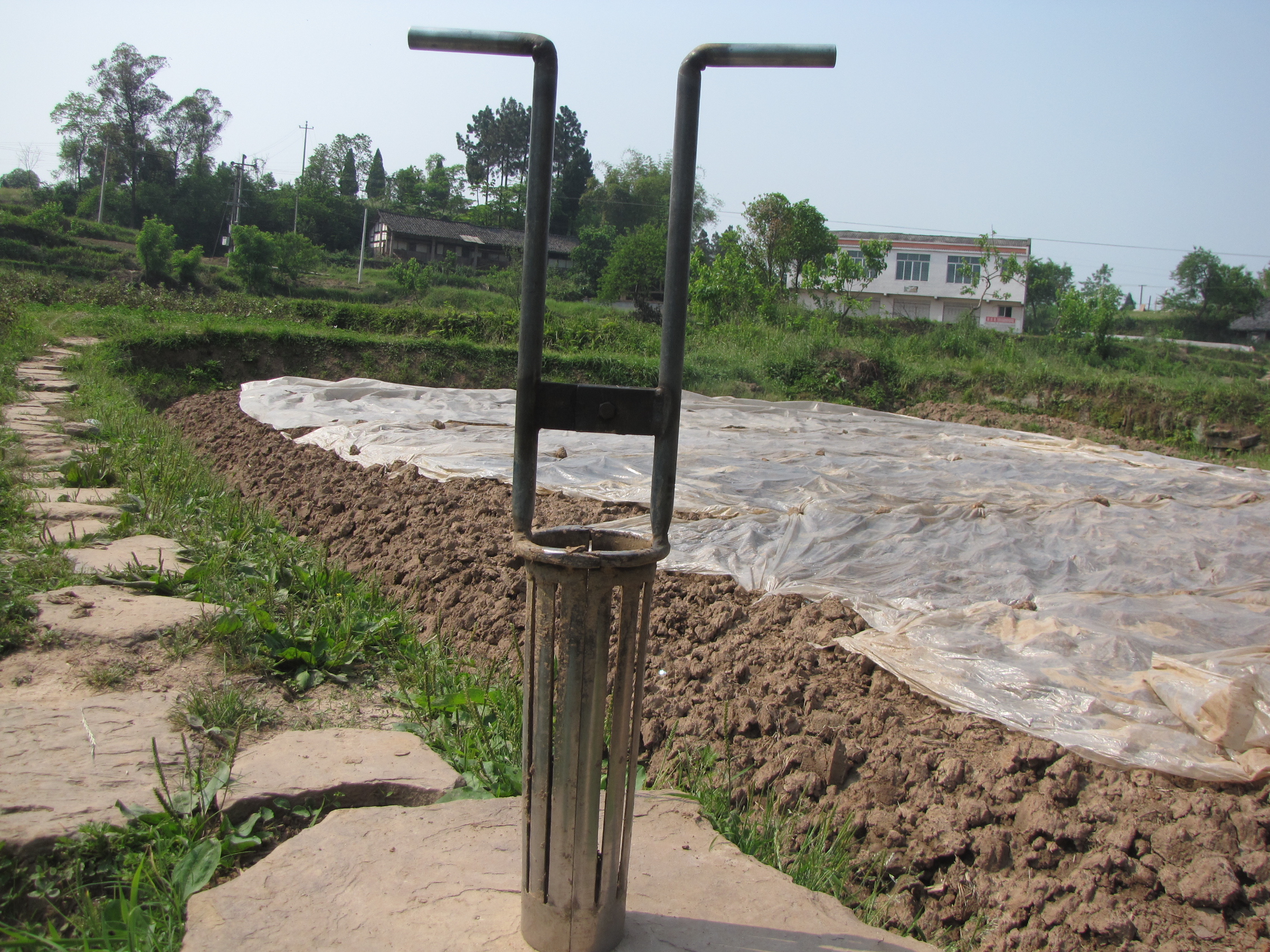 生姜撬窝种植有哪些优势,生姜撬窝种植多大直径