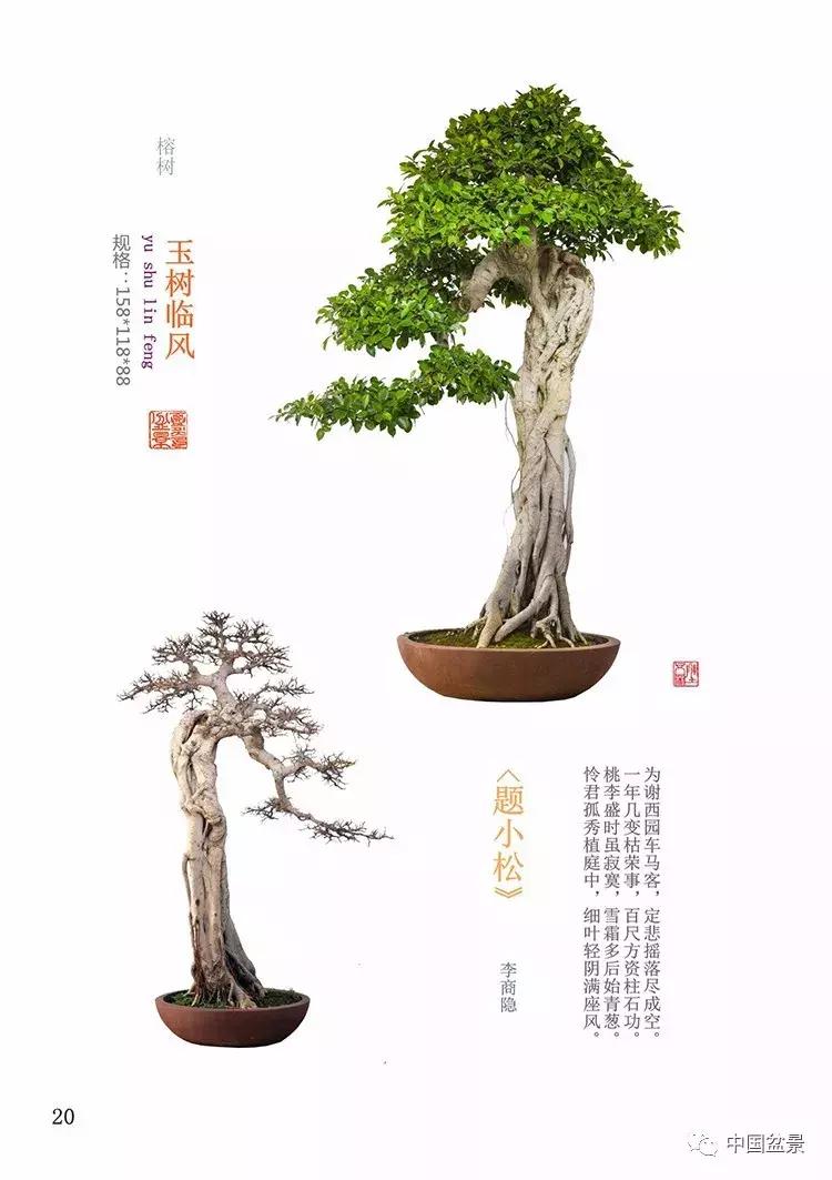 陈文图老师,陈文图盆景欣赏