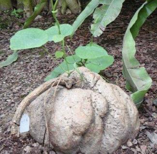 老中医可以给孩子起名吗,用中药名字给孩子取名可以吗