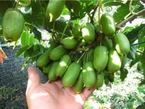 农村最快最赚钱的果树,三农种植致富技术果树