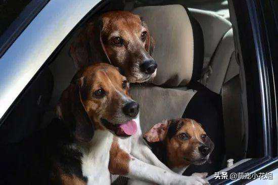 辟谣狗狗伤心,应激反应狗狗死亡