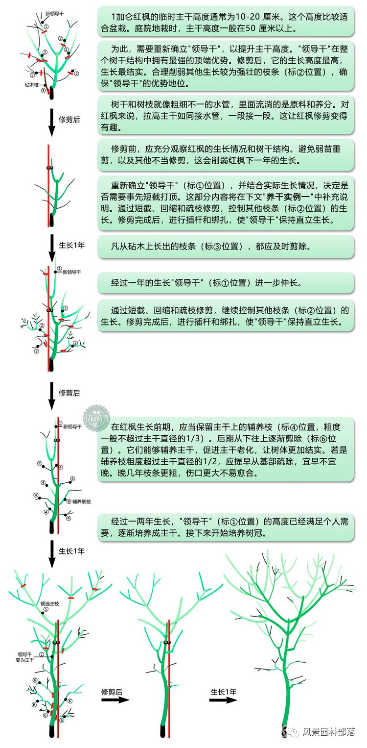日本红枫红舞姬树形怎么修剪,盆栽红枫树修剪