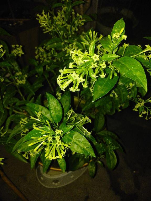 家里养什么植物驱蚊还美观,家里十种驱蚊植物哪种最好