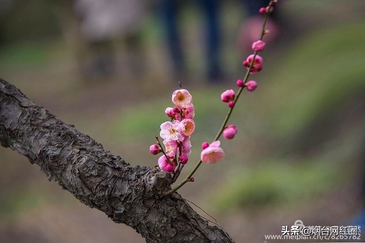 南京梅花山梅花开了吗,来南京梅花山赏梅花