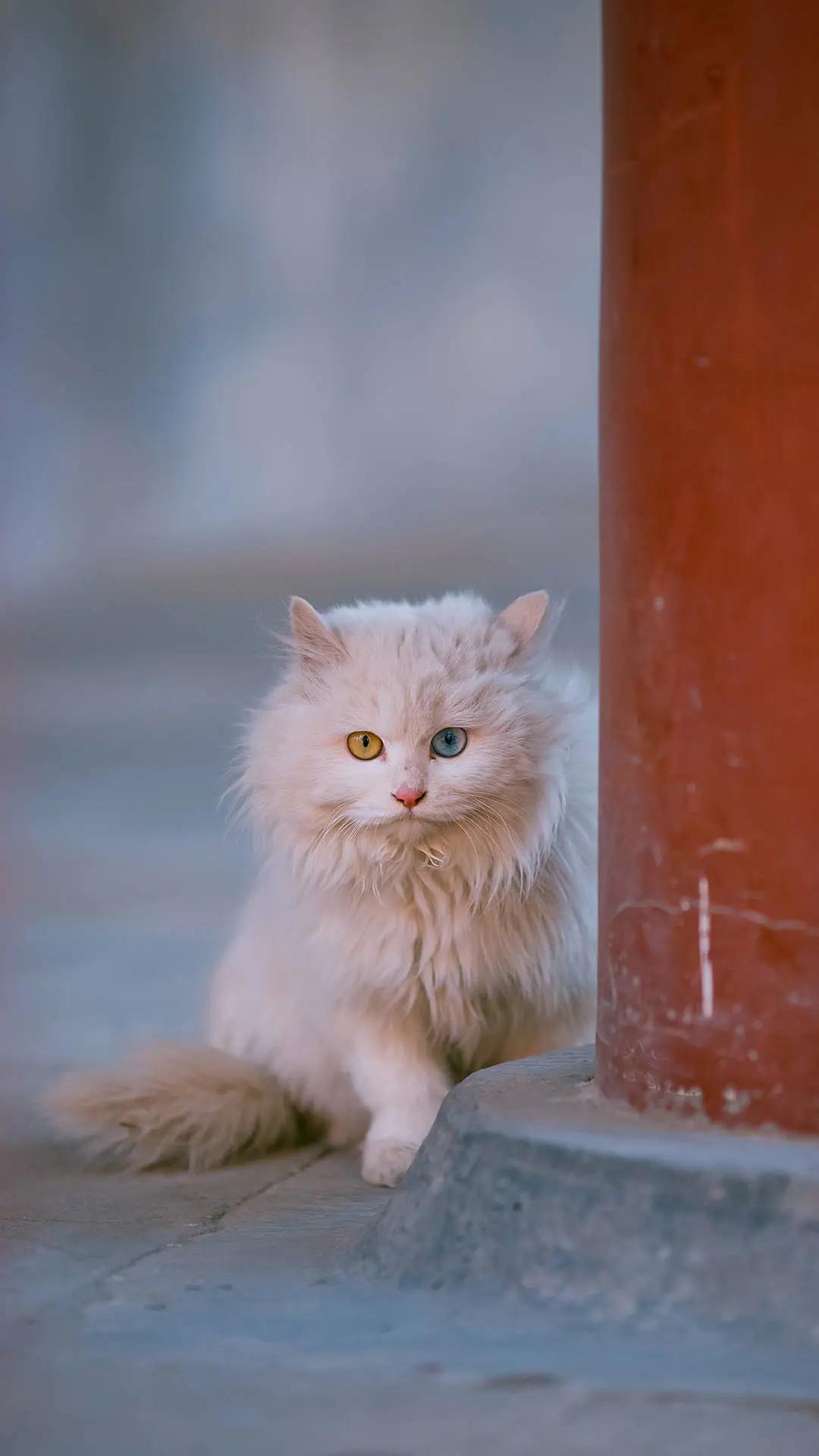 中华田园猫丨狮子猫