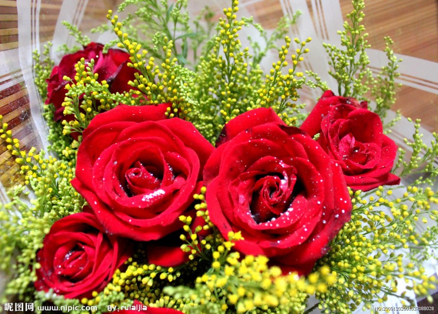 各种颜色的玫瑰花语,卡布奇诺玫瑰的花语