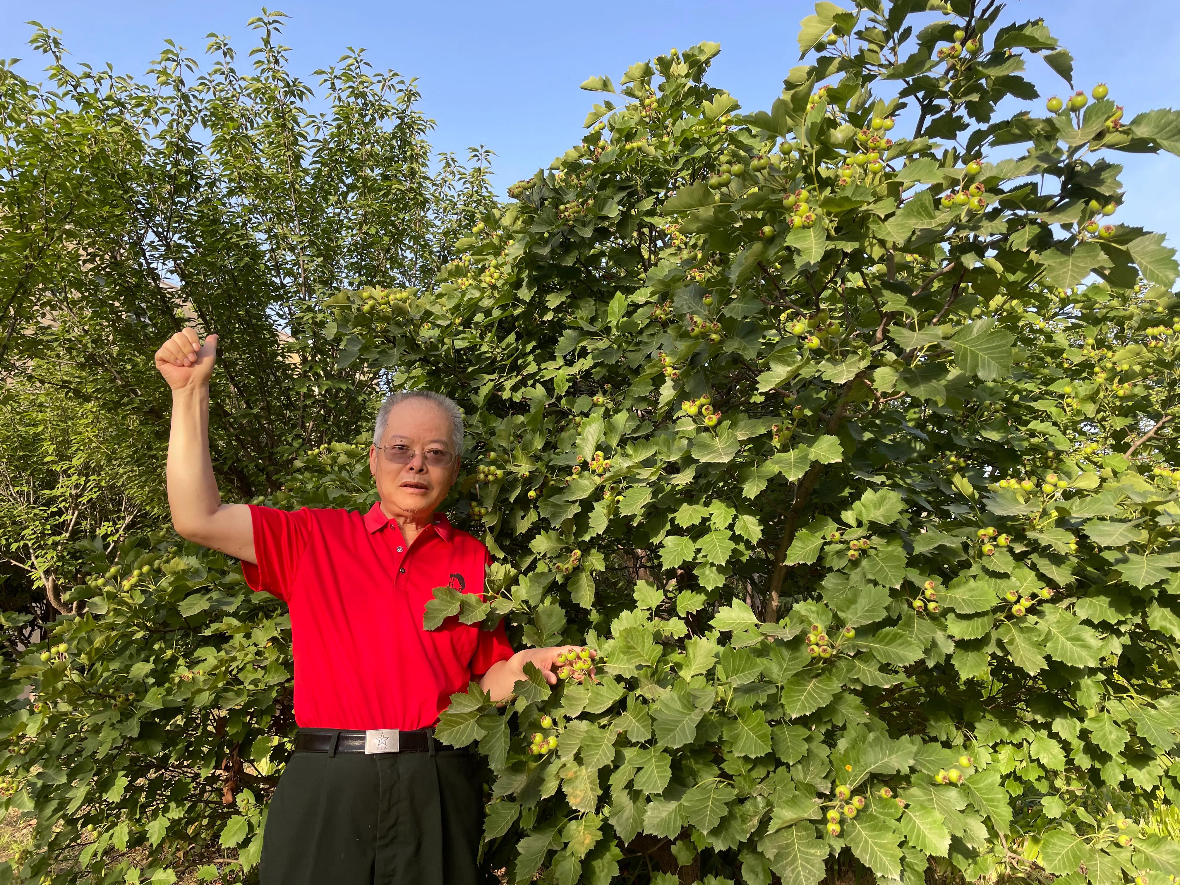 山楂的功效与作用吃法和做法,山楂的功效和作用