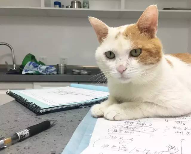 她救下一只得皮肤病脾气巨差的猫咪，花了两个月变身软萌美喵