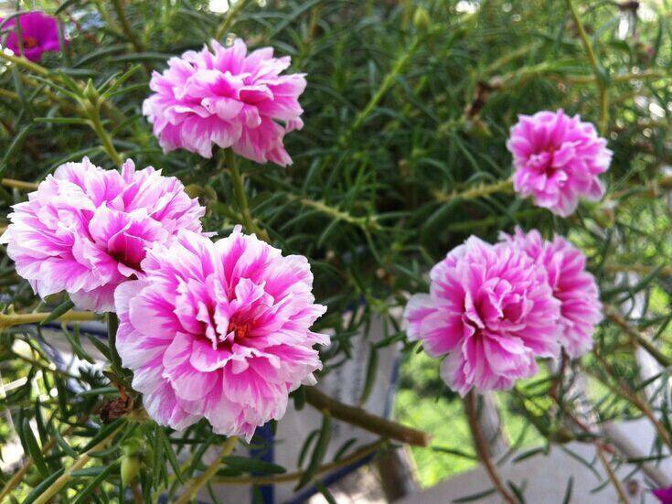 扦插的落地生根多少天可以生根,扦插新手