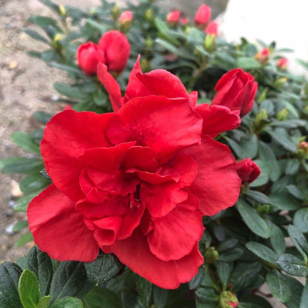 养杜鹃花的妙招,养杜鹃花的知识与技巧简单