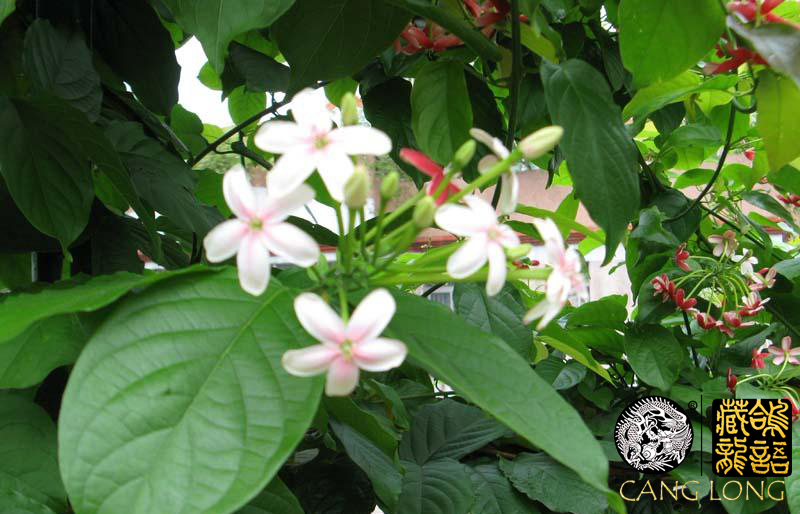 小白鸽难度怎么样,赛鸽浅白砂眼图