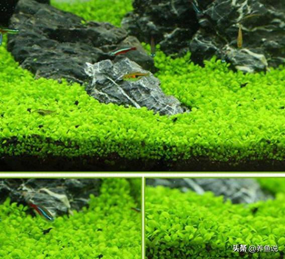 鱼缸为什么不推荐水草种子,水草种子种出来的水草真的不行吗