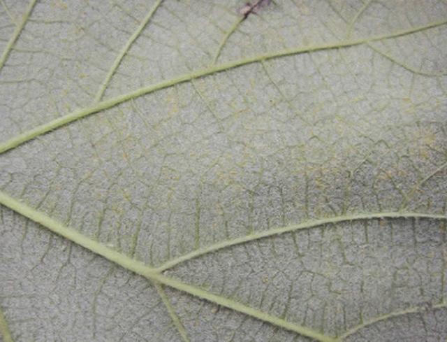 葡萄果锈病的原因和治疗方法,葡萄为什么会产生锈病