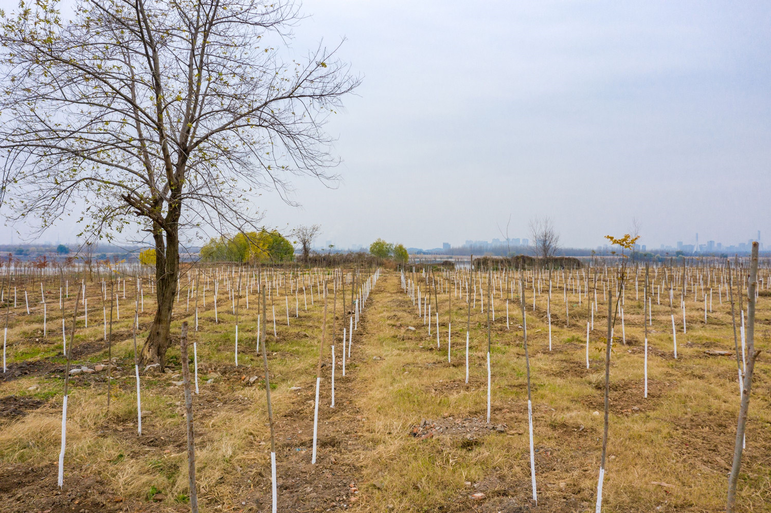 断子绝孙桉树,断子绝孙树为啥广西还大面积种植