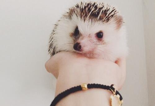 全球十大最小宠物,世界上最便宜很小的小型宠物