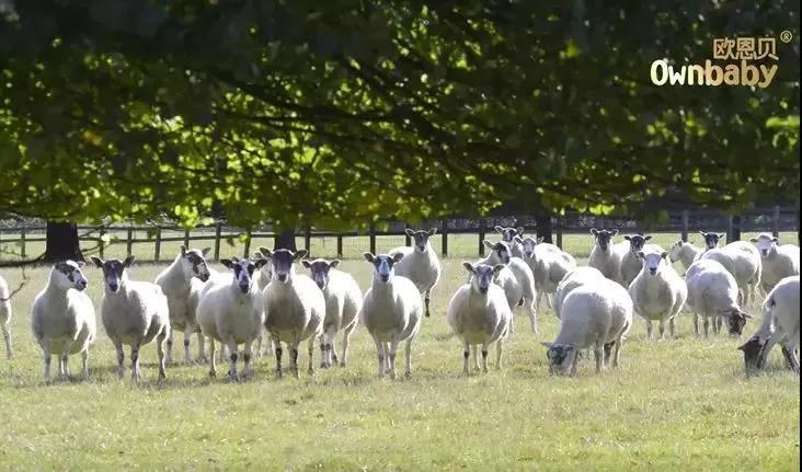 纯羊乳奶粉的好处,纯羊奶粉的优势