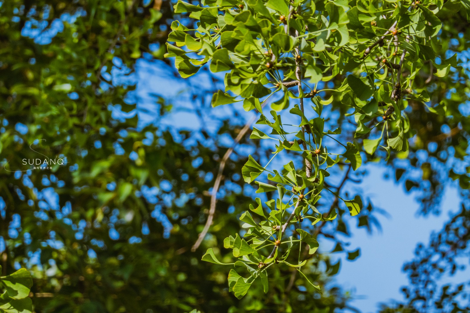 武汉真的是很美的城市,武汉最漂亮的园林