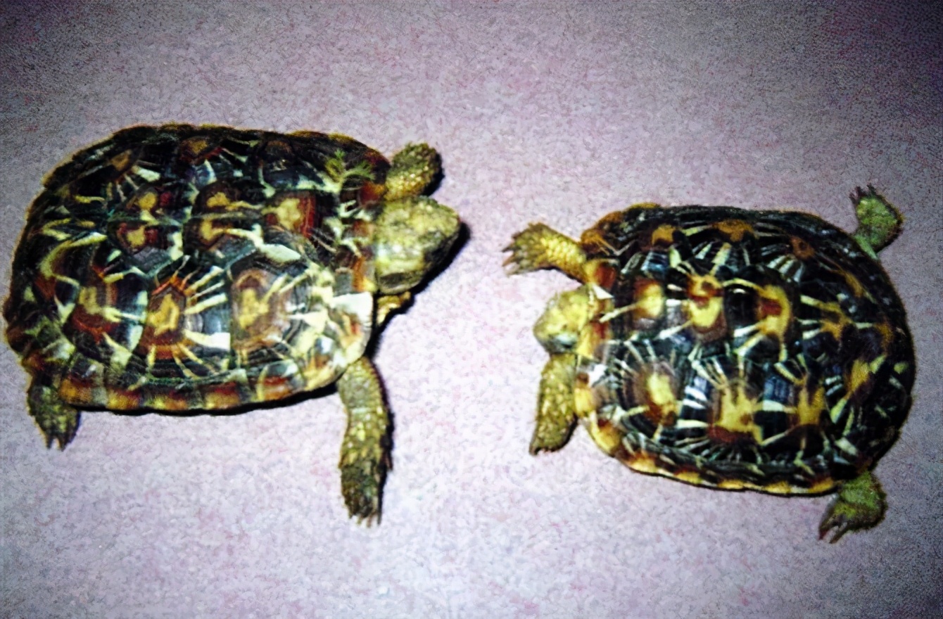 龟类大百科,大眼睛龟类