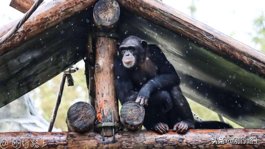 上海野生动物园可以自驾进去吗,从上海野生动物园怎样去上海南站