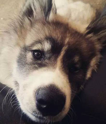 一只金毛两只阿拉斯加三只萨摩耶,雪橇三傻阿拉斯加哈士奇萨摩耶