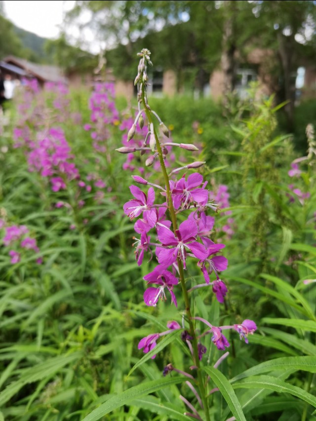 哈尔滨长白山一日游路线,哈尔滨长白山4天旅游攻略