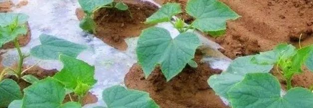 黄瓜种植技术详解视频,阳台黄瓜种植技术与管理法