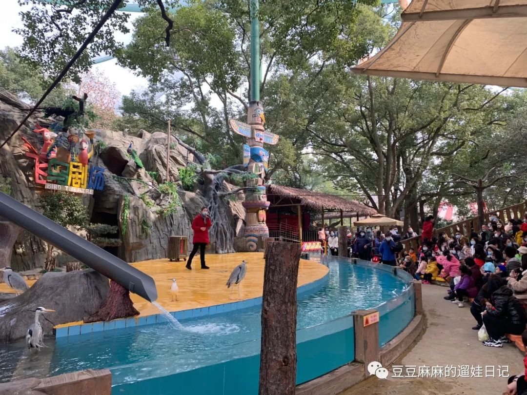 飞鸟和蝉动物世界,飞鸟动物王国