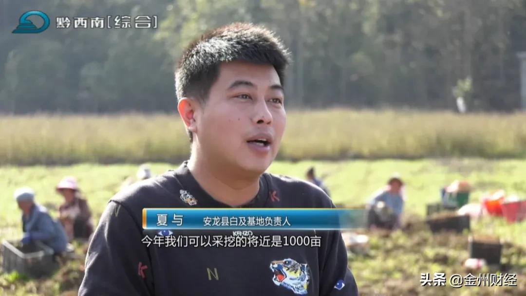 「财富故事」安龙:5000亩白及喜获丰收亩产达6000斤