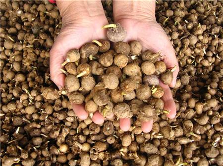 半夏病害该如何防治,半夏三熟种植技术