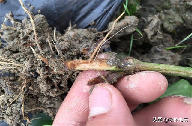 辣椒病害图片与防治辣椒黄叶,大棚辣椒病虫害防治