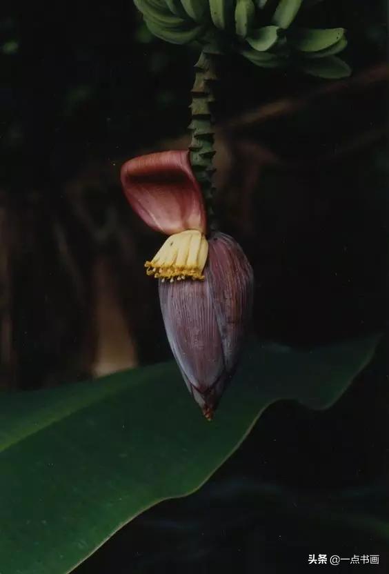 芭蕉叶画法教程,国画芭蕉画法视频