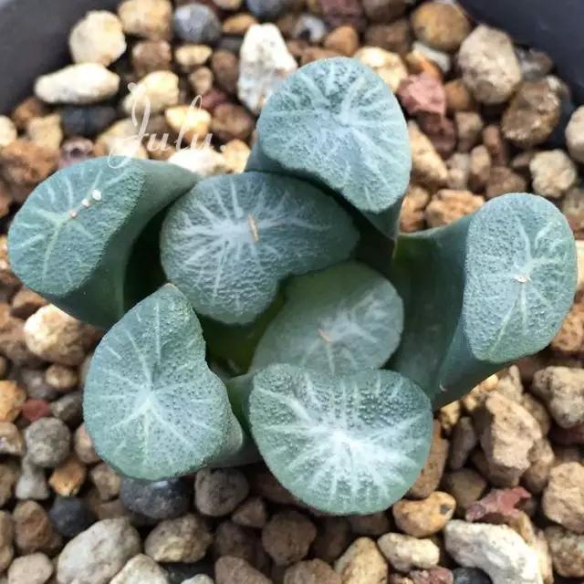 名贵植物排名前十名,十大天价的花卉