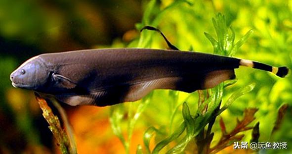 龙鱼为什么喜欢打斗,龙鱼喜欢打架