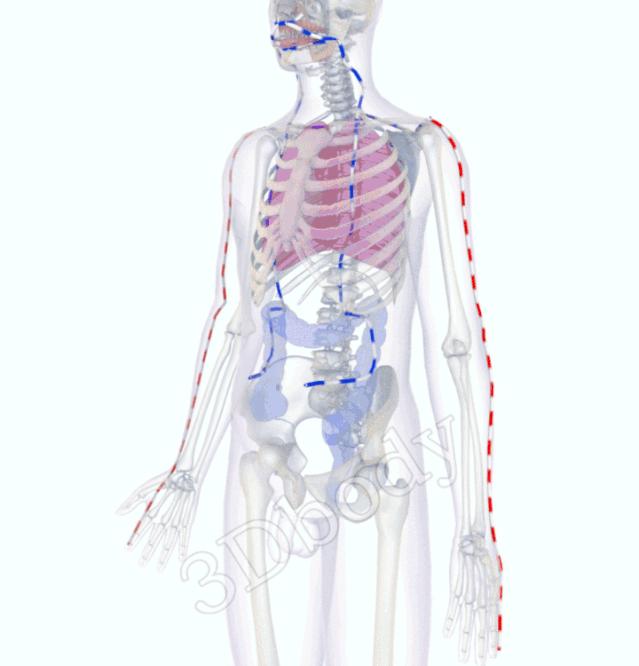3d十四经络动态循行图,经络图3d动态图三焦经