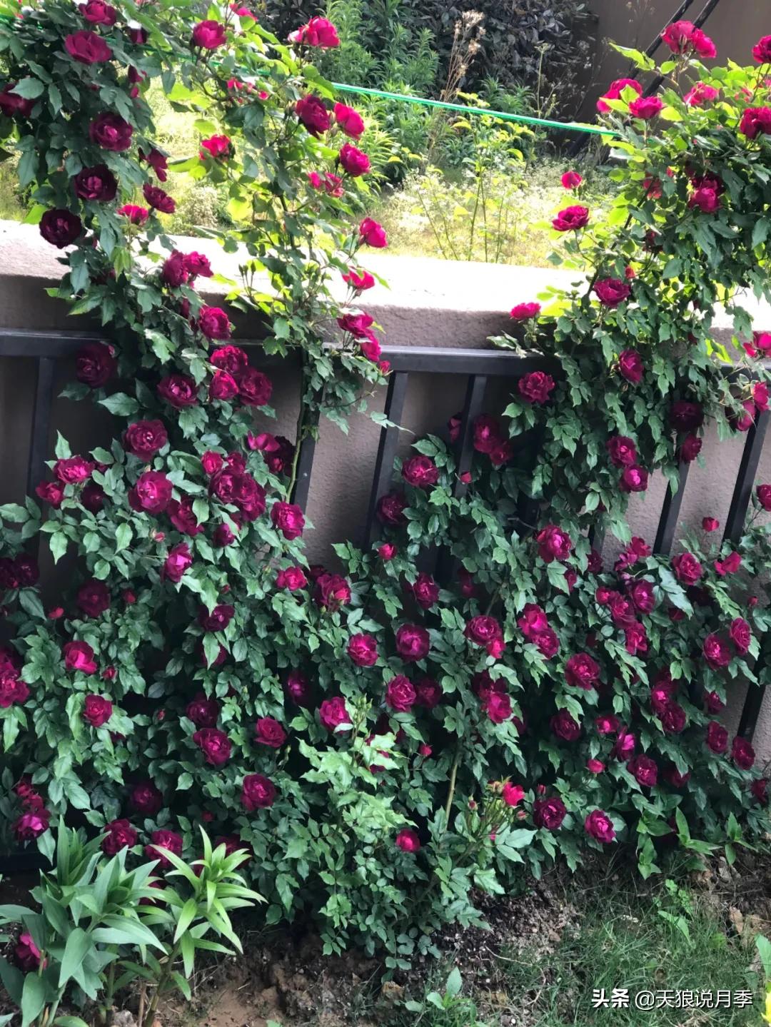 月季春季第一波花要不要剪,月季春季第一波花开后嫁接