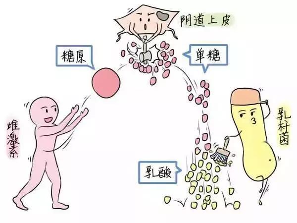 关注女性健康｜老年女性为什么也会有阴道炎？