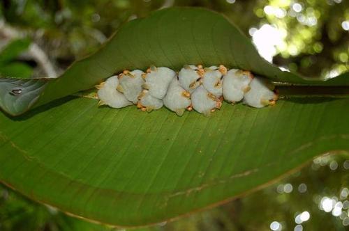 奇特的动物组合玩偶,塑料仿真动物模型小摆件套装