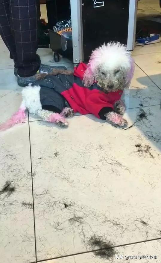 狗得了重病主人哭了,可怜的狗去世