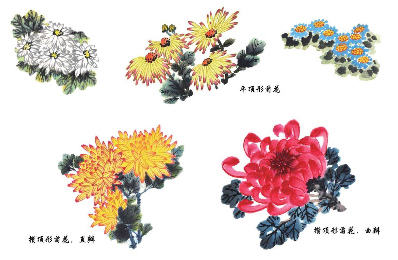 梅兰竹菊国画菊花初学者怎么用笔,国画菊花的画法和技巧