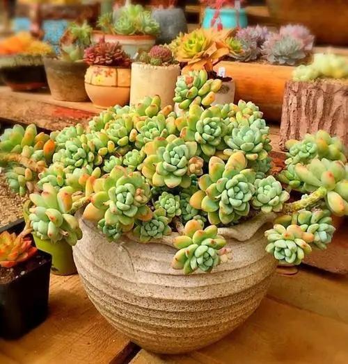 几月份种花比较适合,几月份种花是最好的